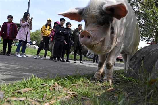 2018年4月15日，“猪坚强”每天要外出遛弯两次，成为游客追逐的对象。